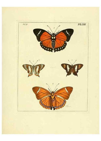 Reproducción/Reproduction 35730223451: Illustrations of natural history.. London,Printed for the author and sold by B. White,1770-82.