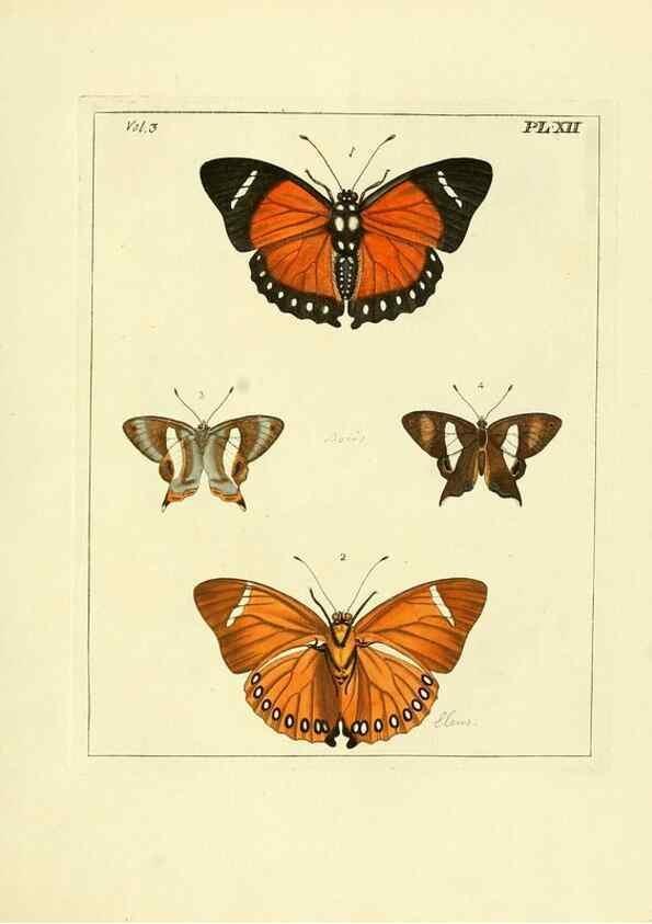 Reproducción/Reproduction 35730223451: Illustrations of natural history.. London,Printed for the author and sold by B. White,1770-82.