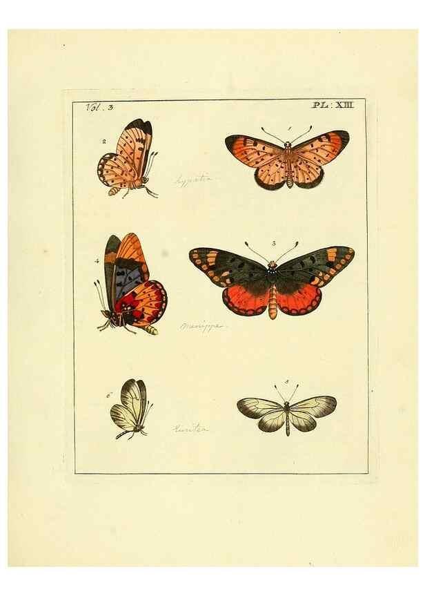 Reproducción/Reproduction 35730225421: Illustrations of natural history.. London,Printed for the author and sold by B. White,1770-82.