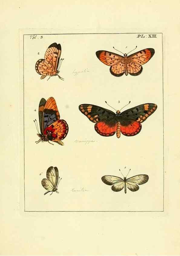 Reproducción/Reproduction 35730225421: Illustrations of natural history.. London,Printed for the author and sold by B. White,1770-82.
