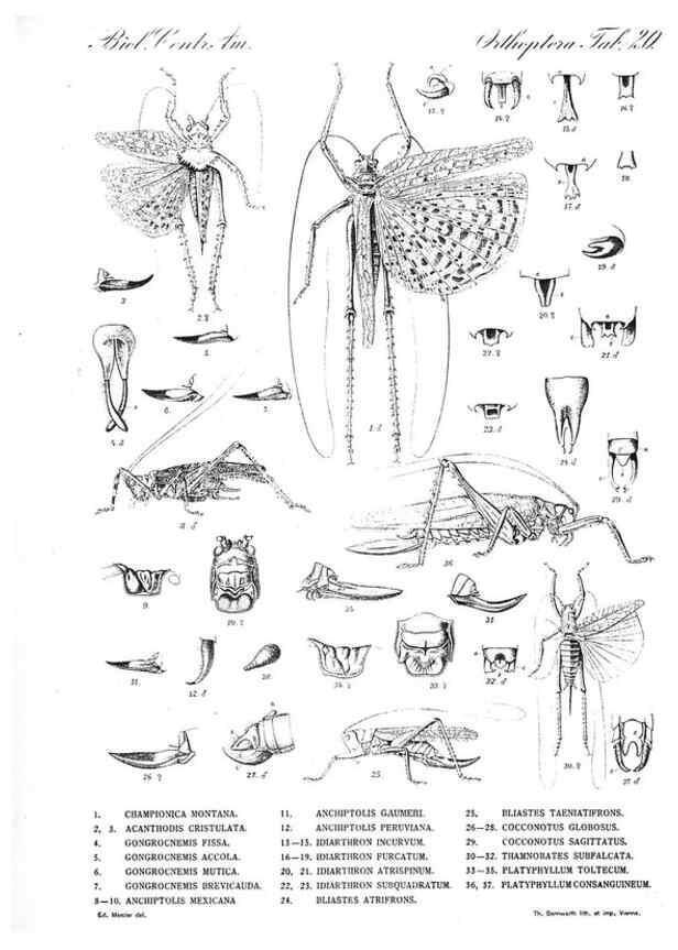 Reproducción/Reproduction 35821240546: Biologia Centrali-Americana :. [London :Published for the editors by R. H. Porter],1879-1915