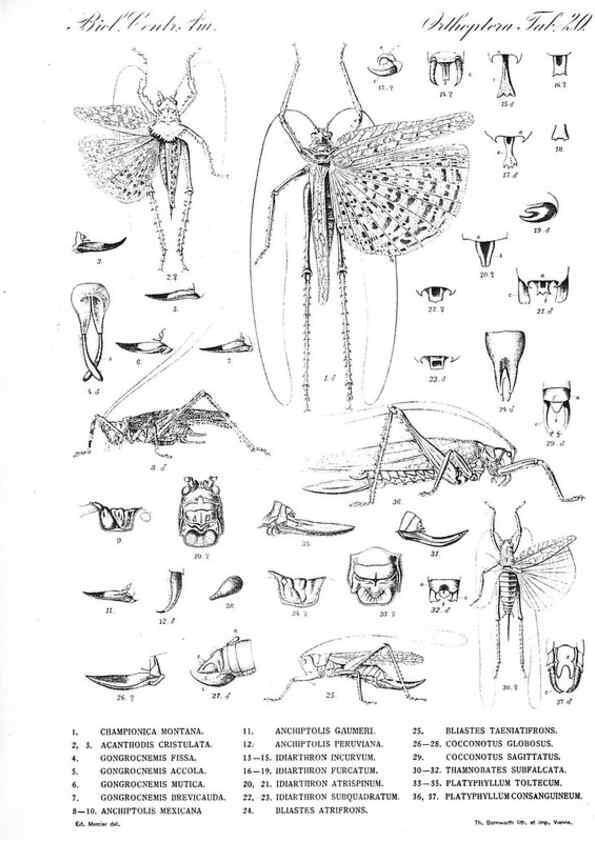 Reproducción/Reproduction 35821240546: Biologia Centrali-Americana :. [London :Published for the editors by R. H. Porter],1879-1915