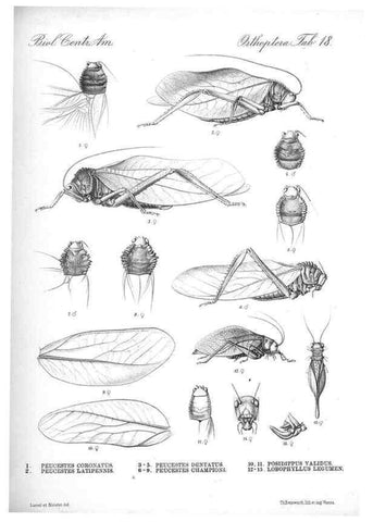 Reproducción/Reproduction 35730062871: Biologia Centrali-Americana :. [London :Published for the editors by R. H. Porter],1879-1915