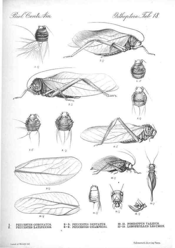 Reproducción/Reproduction 35730062871: Biologia Centrali-Americana :. [London :Published for the editors by R. H. Porter],1879-1915