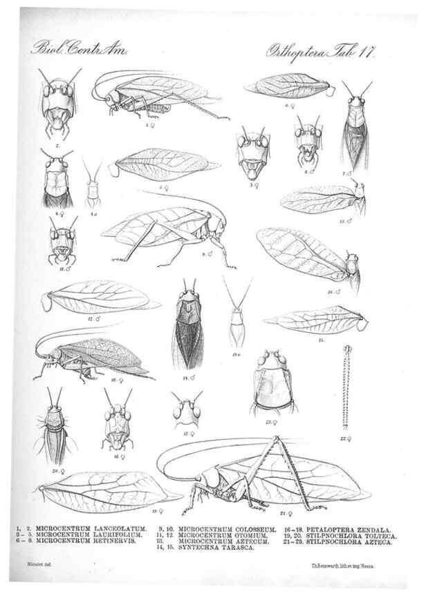 Reproducción/Reproduction 35730061601: Biologia Centrali-Americana :. [London :Published for the editors by R. H. Porter],1879-1915