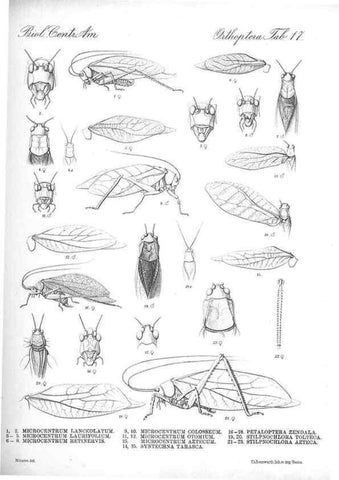Reproducción/Reproduction 35730061601: Biologia Centrali-Americana :. [London :Published for the editors by R. H. Porter],1879-1915