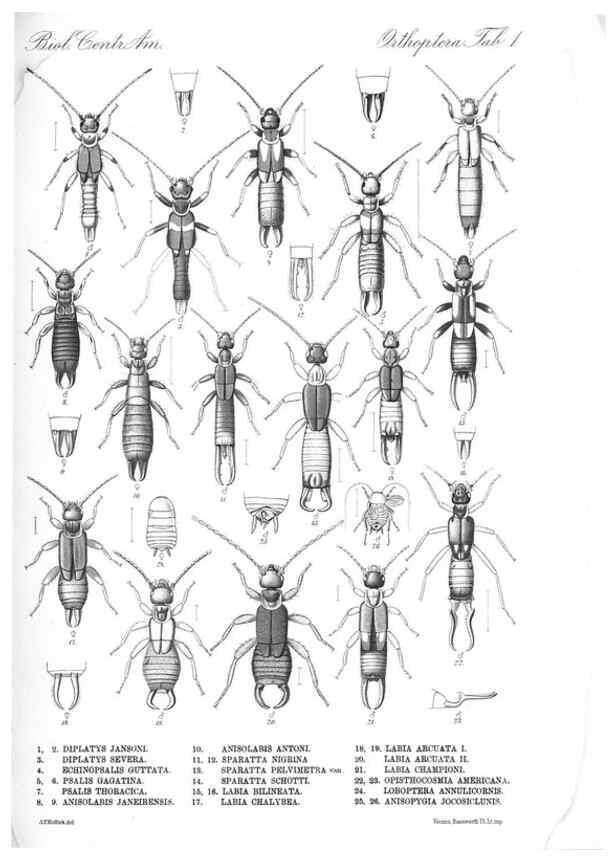Reproducción/Reproduction 35821205416: Biologia Centrali-Americana :. [London :Published for the editors by R. H. Porter],1879-1915