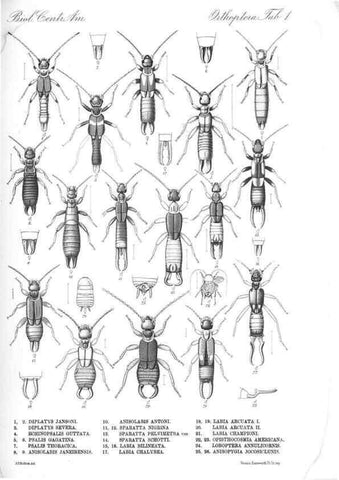 Reproducción/Reproduction 35821205416: Biologia Centrali-Americana :. [London :Published for the editors by R. H. Porter],1879-1915