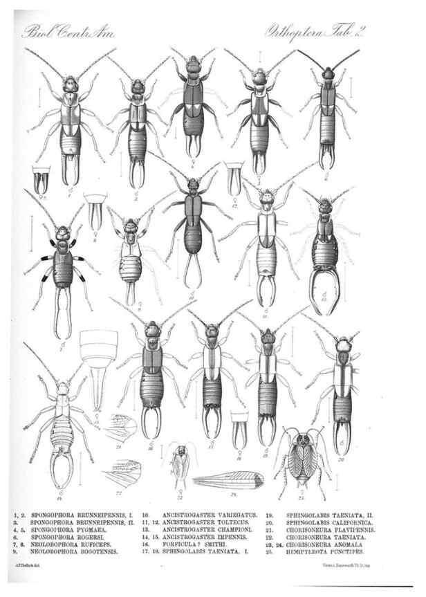 Reproducción/Reproduction 35821207696: Biologia Centrali-Americana :. [London :Published for the editors by R. H. Porter],1879-1915