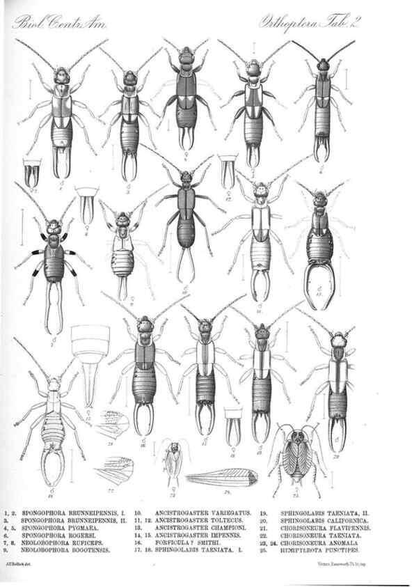 Reproducción/Reproduction 35821207696: Biologia Centrali-Americana :. [London :Published for the editors by R. H. Porter],1879-1915