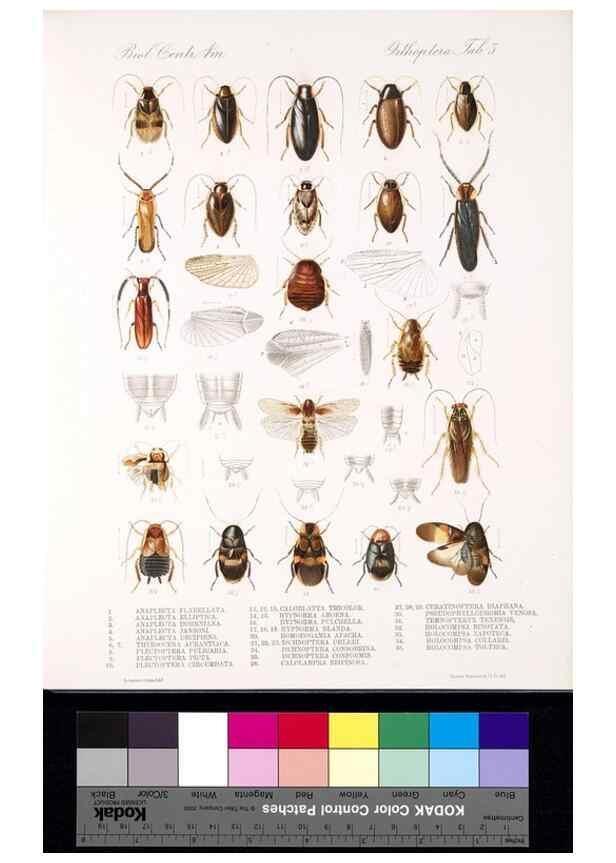 Reproducción/Reproduction 35474154510: Biologia Centrali-Americana :. [London :Published for the editors by R. H. Porter],1879-1915