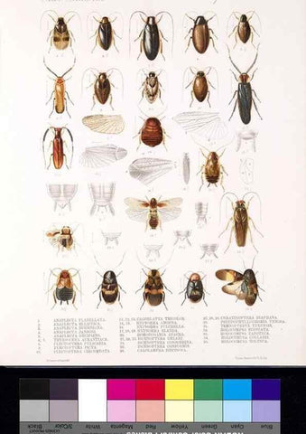 Reproducción/Reproduction 35474154510: Biologia Centrali-Americana :. [London :Published for the editors by R. H. Porter],1879-1915