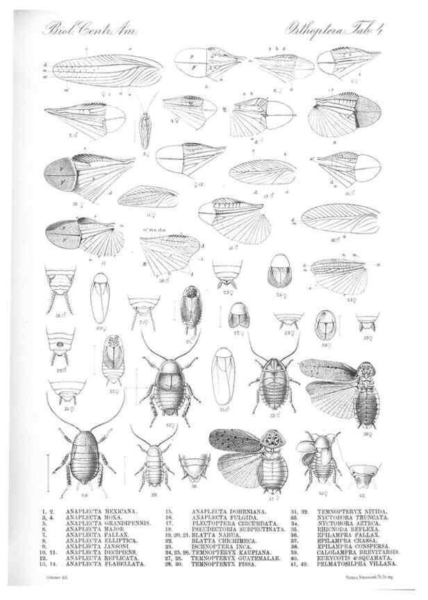 Reproducción/Reproduction 35474158040: Biologia Centrali-Americana :. [London :Published for the editors by R. H. Porter],1879-1915