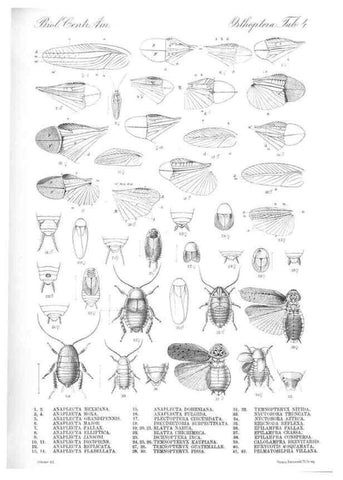 Reproducción/Reproduction 35474158040: Biologia Centrali-Americana :. [London :Published for the editors by R. H. Porter],1879-1915