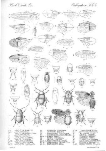 Reproducción/Reproduction 35474158040: Biologia Centrali-Americana :. [London :Published for the editors by R. H. Porter],1879-1915