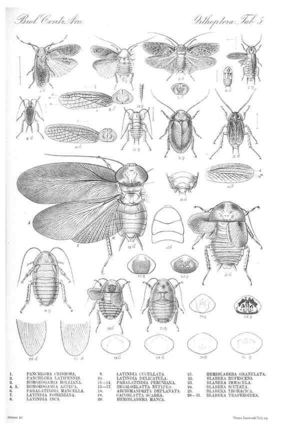 Reproducción/Reproduction 35474160610: Biologia Centrali-Americana :. [London :Published for the editors by R. H. Porter],1879-1915