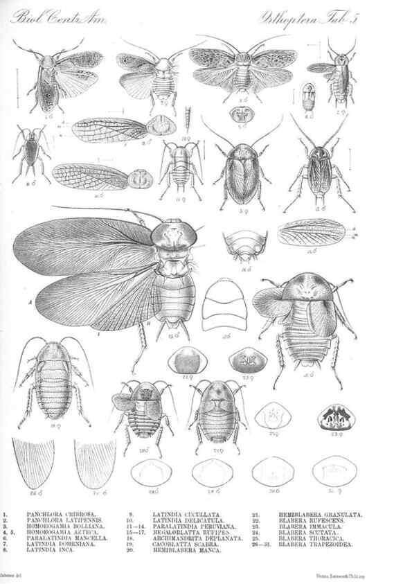 Reproducción/Reproduction 35474160610: Biologia Centrali-Americana :. [London :Published for the editors by R. H. Porter],1879-1915