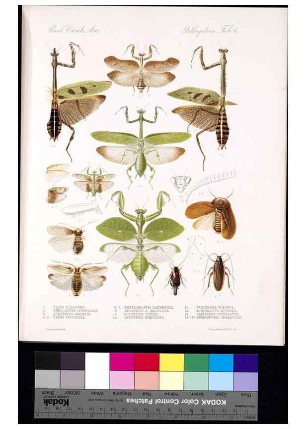 Reproducción/Reproduction 35474162560: Biologia Centrali-Americana :. [London :Published for the editors by R. H. Porter],1879-1915