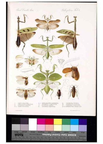 Reproducción/Reproduction 35474162560: Biologia Centrali-Americana :. [London :Published for the editors by R. H. Porter],1879-1915