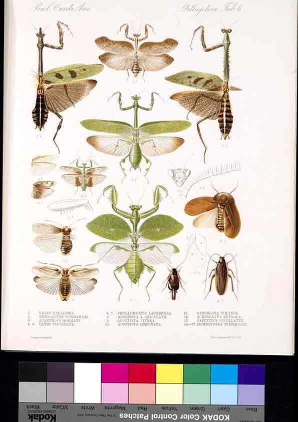 Reproducción/Reproduction 35474162560: Biologia Centrali-Americana :. [London :Published for the editors by R. H. Porter],1879-1915
