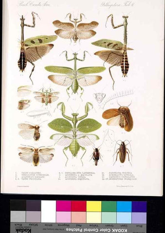 Reproducción/Reproduction 35474162560: Biologia Centrali-Americana :. [London :Published for the editors by R. H. Porter],1879-1915