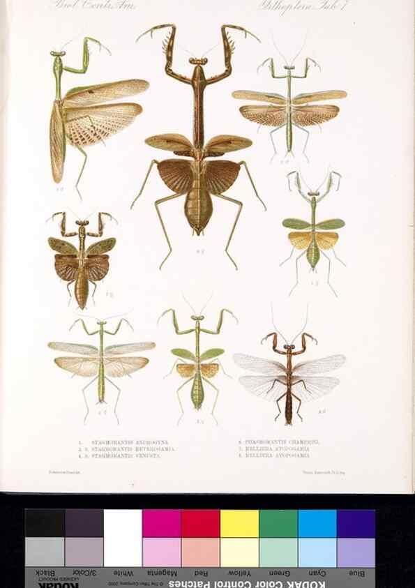Reproducción/Reproduction 35474164550: Biologia Centrali-Americana :. [London :Published for the editors by R. H. Porter],1879-1915