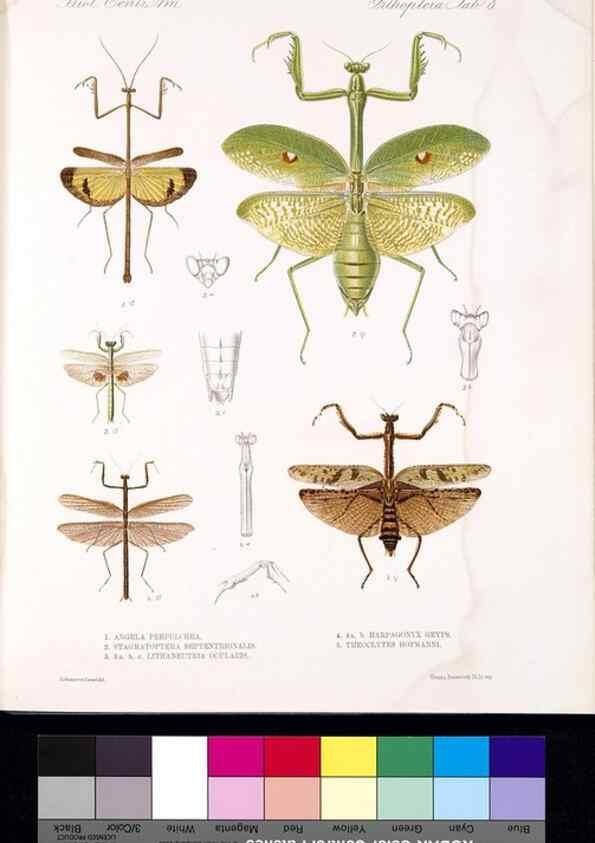Reproducción/Reproduction 35474166690: Biologia Centrali-Americana :. [London :Published for the editors by R. H. Porter],1879-1915