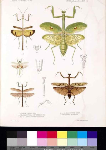 Reproducción/Reproduction 35474166690: Biologia Centrali-Americana :. [London :Published for the editors by R. H. Porter],1879-1915