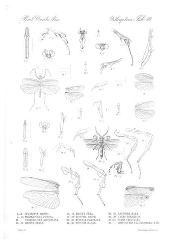 Reproducción/Reproduction 35730047711: Biologia Centrali-Americana :. [London :Published for the editors by R. H. Porter],1879-1915