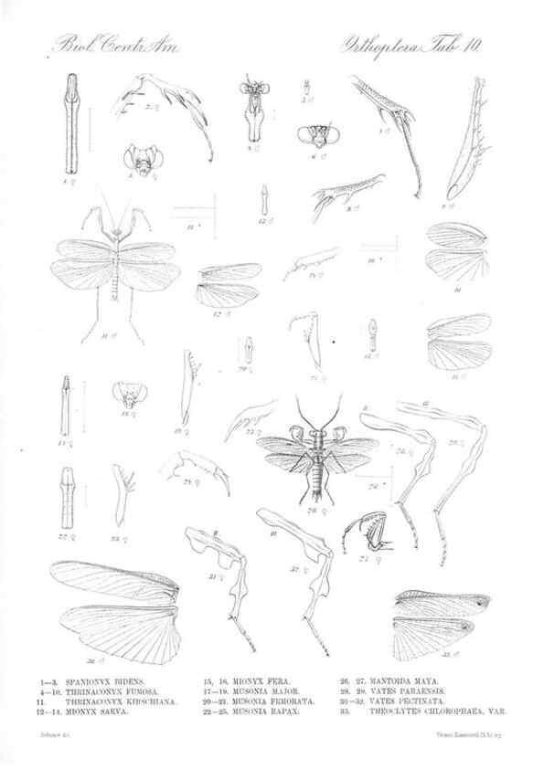 Reproducción/Reproduction 35730047711: Biologia Centrali-Americana :. [London :Published for the editors by R. H. Porter],1879-1915