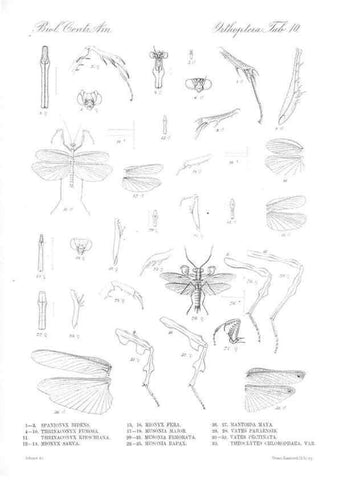 Reproducción/Reproduction 35730047711: Biologia Centrali-Americana :. [London :Published for the editors by R. H. Porter],1879-1915