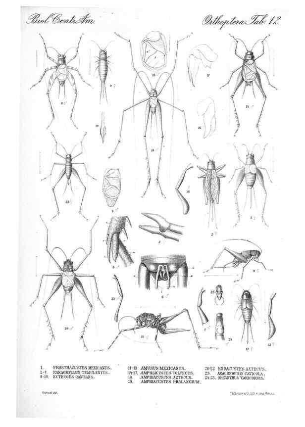 Reproducción/Reproduction 35730050611: Biologia Centrali-Americana :. [London :Published for the editors by R. H. Porter],1879-1915