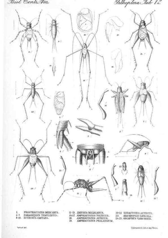 Reproducción/Reproduction 35730050611: Biologia Centrali-Americana :. [London :Published for the editors by R. H. Porter],1879-1915