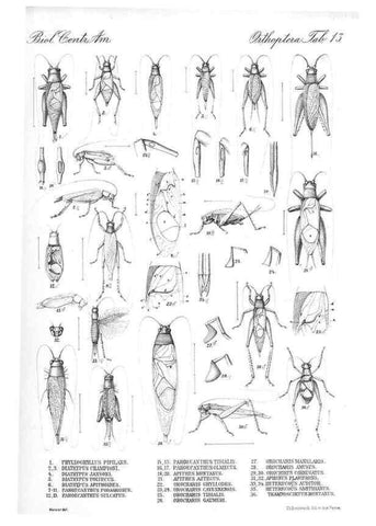 Reproducción/Reproduction 35730052801: Biologia Centrali-Americana :. [London :Published for the editors by R. H. Porter],1879-1915