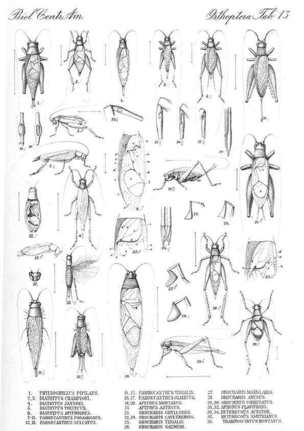 Reproducción/Reproduction 35730052801: Biologia Centrali-Americana :. [London :Published for the editors by R. H. Porter],1879-1915
