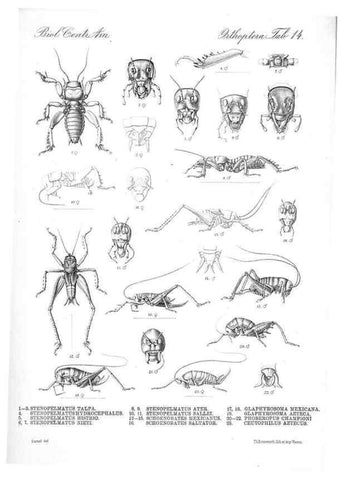 Reproducción/Reproduction 35730054861: Biologia Centrali-Americana :. [London :Published for the editors by R. H. Porter],1879-1915