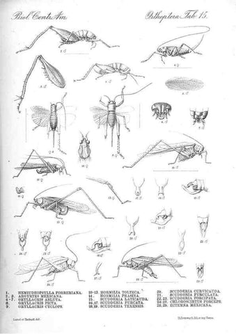 Reproducción/Reproduction 35730056691: Biologia Centrali-Americana :. [London :Published for the editors by R. H. Porter],1879-1915