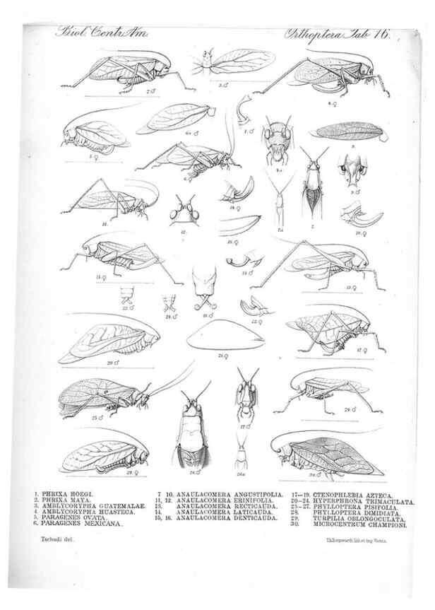 Reproducción/Reproduction 35730058811: Biologia Centrali-Americana :. [London :Published for the editors by R. H. Porter],1879-1915