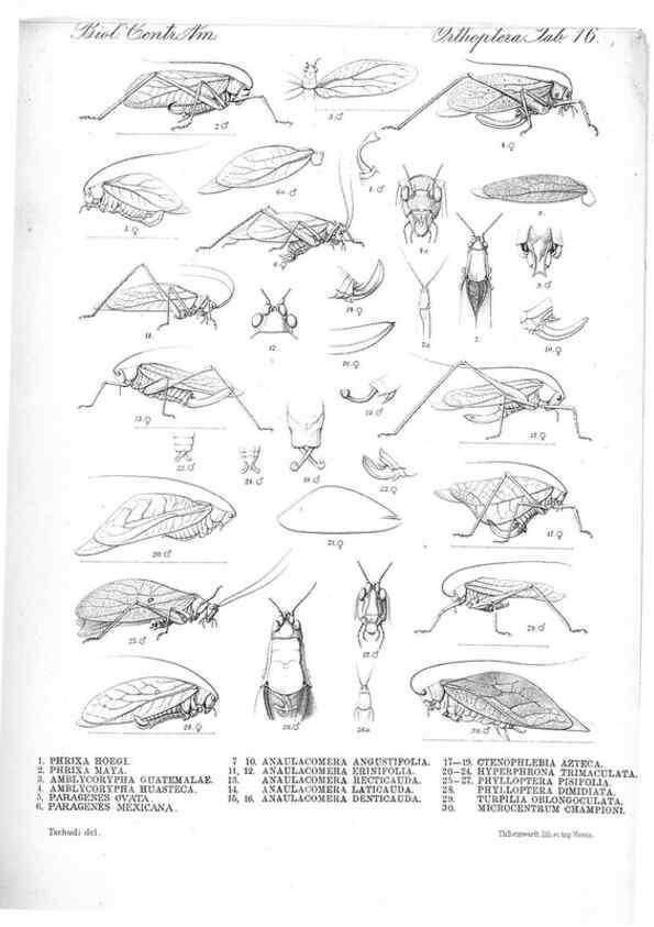 Reproducción/Reproduction 35730058811: Biologia Centrali-Americana :. [London :Published for the editors by R. H. Porter],1879-1915