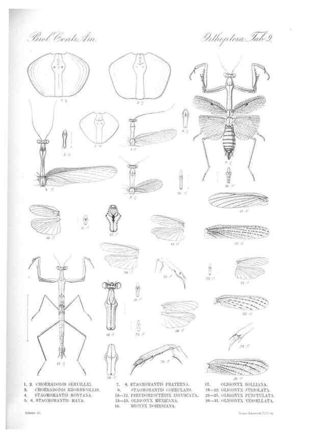 Reproducción/Reproduction 35474168550: Biologia Centrali-Americana :. [London :Published for the editors by R. H. Porter],1879-1915