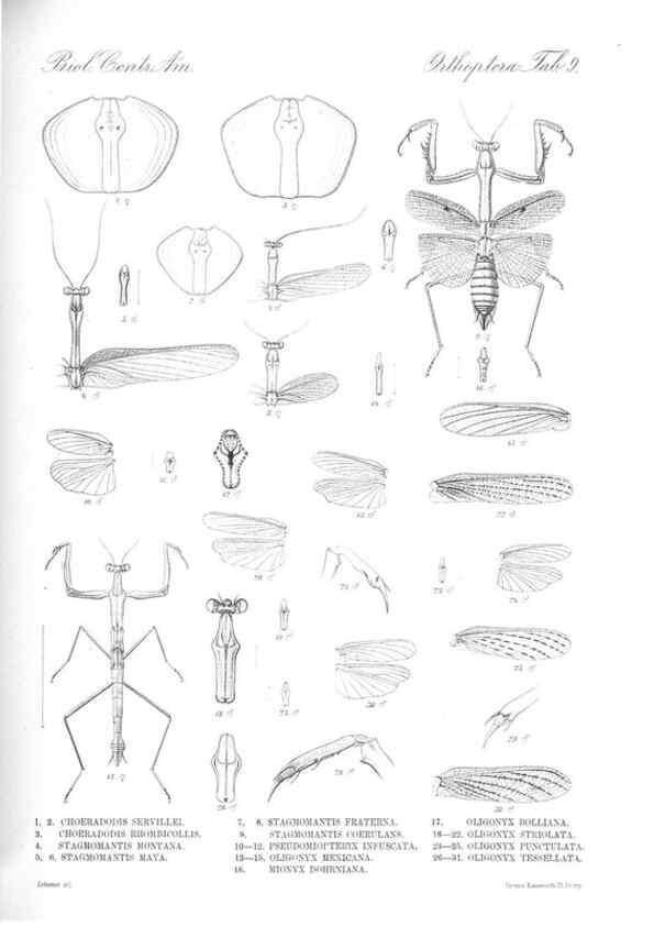 Reproducción/Reproduction 35474168550: Biologia Centrali-Americana :. [London :Published for the editors by R. H. Porter],1879-1915