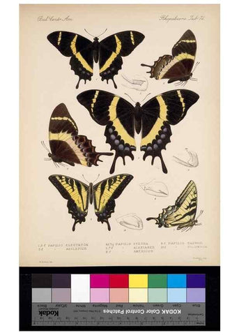 Reproducción/Reproduction 35861583135: Biologia Centrali-Americana :. [London :Published for the editors by R. H. Porter],1879-1915