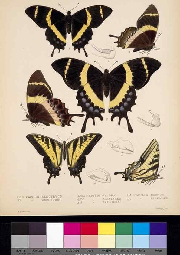 Reproducción/Reproduction 35861583135: Biologia Centrali-Americana :. [London :Published for the editors by R. H. Porter],1879-1915