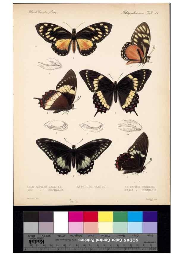 Reproducción/Reproduction 35021791184: Biologia Centrali-Americana :. [London :Published for the editors by R. H. Porter],1879-1915