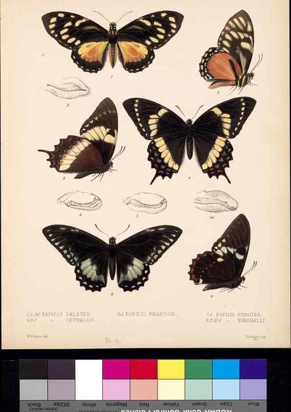 Reproducción/Reproduction 35021791184: Biologia Centrali-Americana :. [London :Published for the editors by R. H. Porter],1879-1915