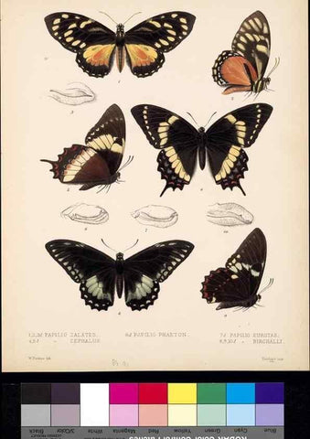 Reproducción/Reproduction 35021791184: Biologia Centrali-Americana :. [London :Published for the editors by R. H. Porter],1879-1915