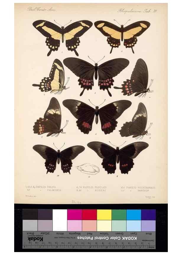 Reproducción/Reproduction 35473816150: Biologia Centrali-Americana :. [London :Published for the editors by R. H. Porter],1879-1915