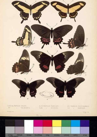 Reproducción/Reproduction 35473816150: Biologia Centrali-Americana :. [London :Published for the editors by R. H. Porter],1879-1915
