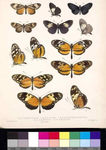 Reproducción/Reproduction 35021632304: Biologia Centrali-Americana :. [London :Published for the editors by R. H. Porter],1879-1915