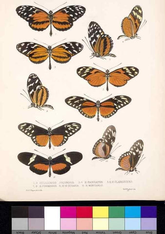 Reproducción/Reproduction 35021637064: Biologia Centrali-Americana :. [London :Published for the editors by R. H. Porter],1879-1915